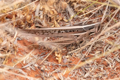 Austracris guttulosa