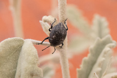 Hadrorhinus collaris
