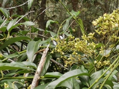 Psychonotis caelius