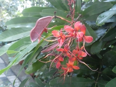Saraca asoca