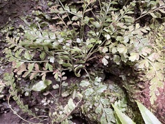Asplenium cimmeriorum