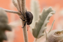 Hadrorhinus collaris