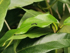 Ligonipes lacertosus