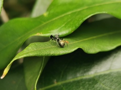 Ligonipes lacertosus