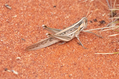 Austracris guttulosa