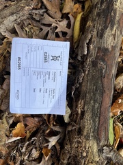 Hypoxylon macrocarpum