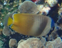 Chaetodon kleinii