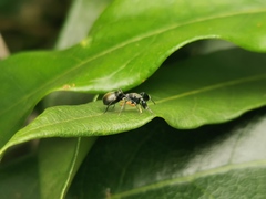 Ligonipes lacertosus