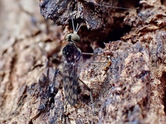 Sylvicola dubius