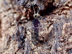 Sylvicola dubius