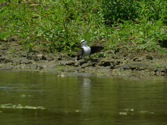 Fluvicola nengeta