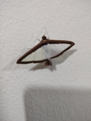 Diaphania