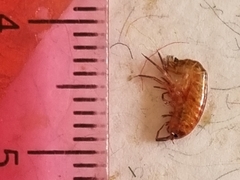 Arcitalitrus sylvaticus