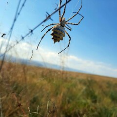 Argiope australis