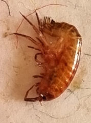 Arcitalitrus sylvaticus