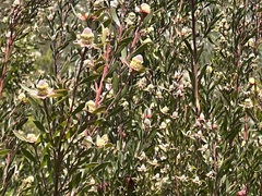 Leucadendron conicum