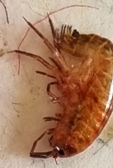 Arcitalitrus sylvaticus