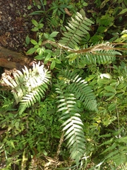 Sphaerostephanos taiwanensis