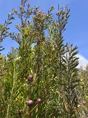 Leucadendron conicum