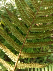 Sphaerostephanos taiwanensis