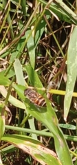 Eristalinus arvorum