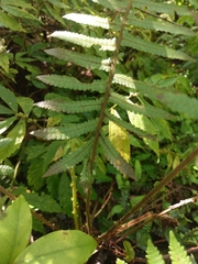 Sphaerostephanos taiwanensis