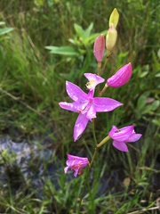 Calopogon tuberosus tuberosus