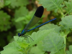 Calopteryx syriaca