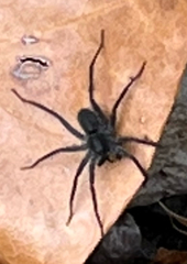 Arachnida