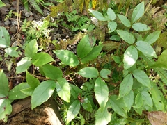 Tetrastigma hemsleyanum