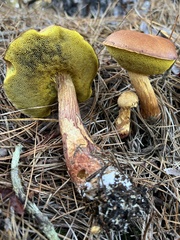 Aureoboletus projectellus