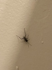 Evania appendigaster