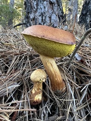 Aureoboletus projectellus