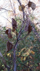 Menispermum canadense