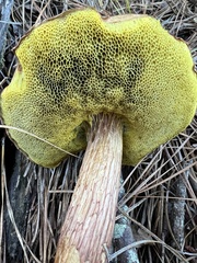 Aureoboletus projectellus