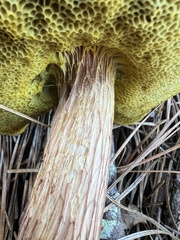 Aureoboletus projectellus