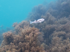 Torquigener pleurogramma