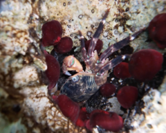 Leptograpsus variegatus