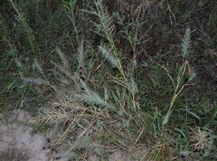 Leptochloa panicoides