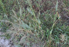 Leptochloa panicoides