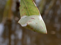 Cymbacha
