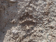 Ursus arctos isabellinus