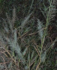 Leptochloa panicoides