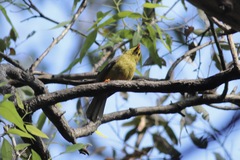 Manorina melanophrys