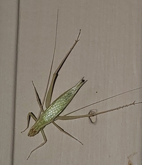 Oecanthus