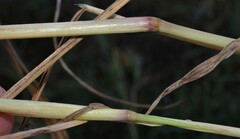 Leptochloa panicoides