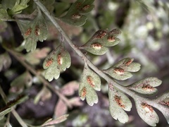 Asplenium cimmeriorum