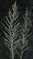 Leptochloa panicoides