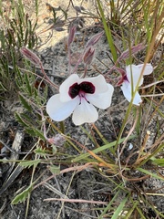 Pelargonium tricolor