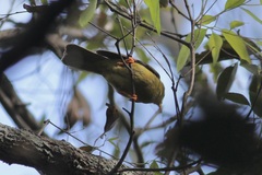 Manorina melanophrys